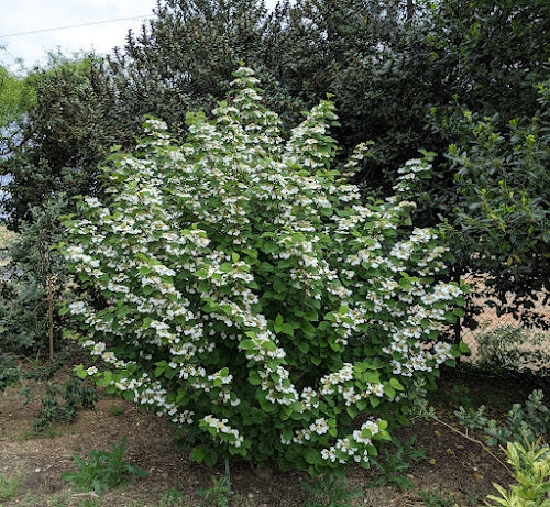 green viburnum shrub