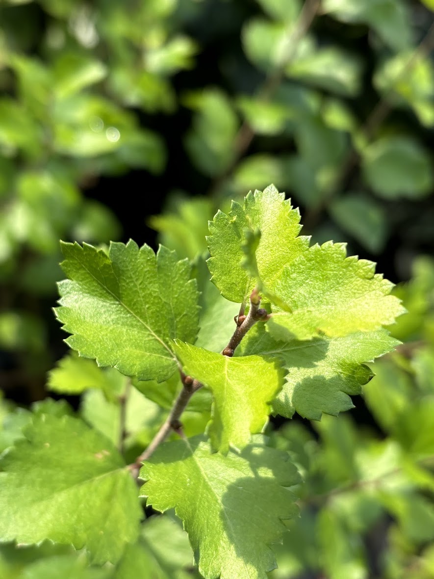 Betula x plettkei 'Golden Treasure'