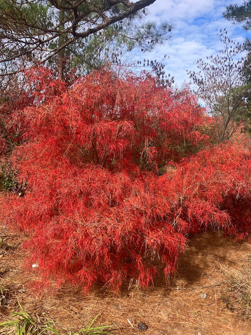 Acer palmatum 'Koto No Ito'