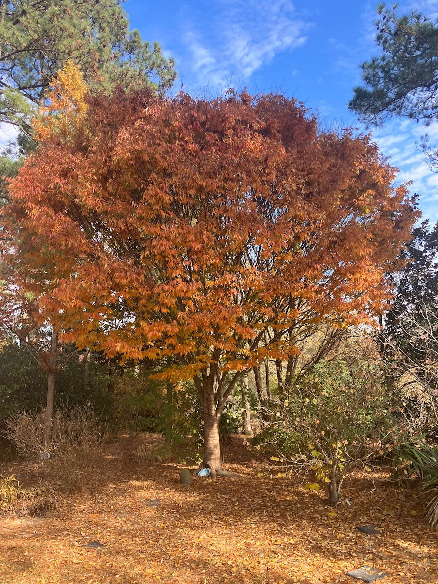 Zelcova serrata 'Bright Park'