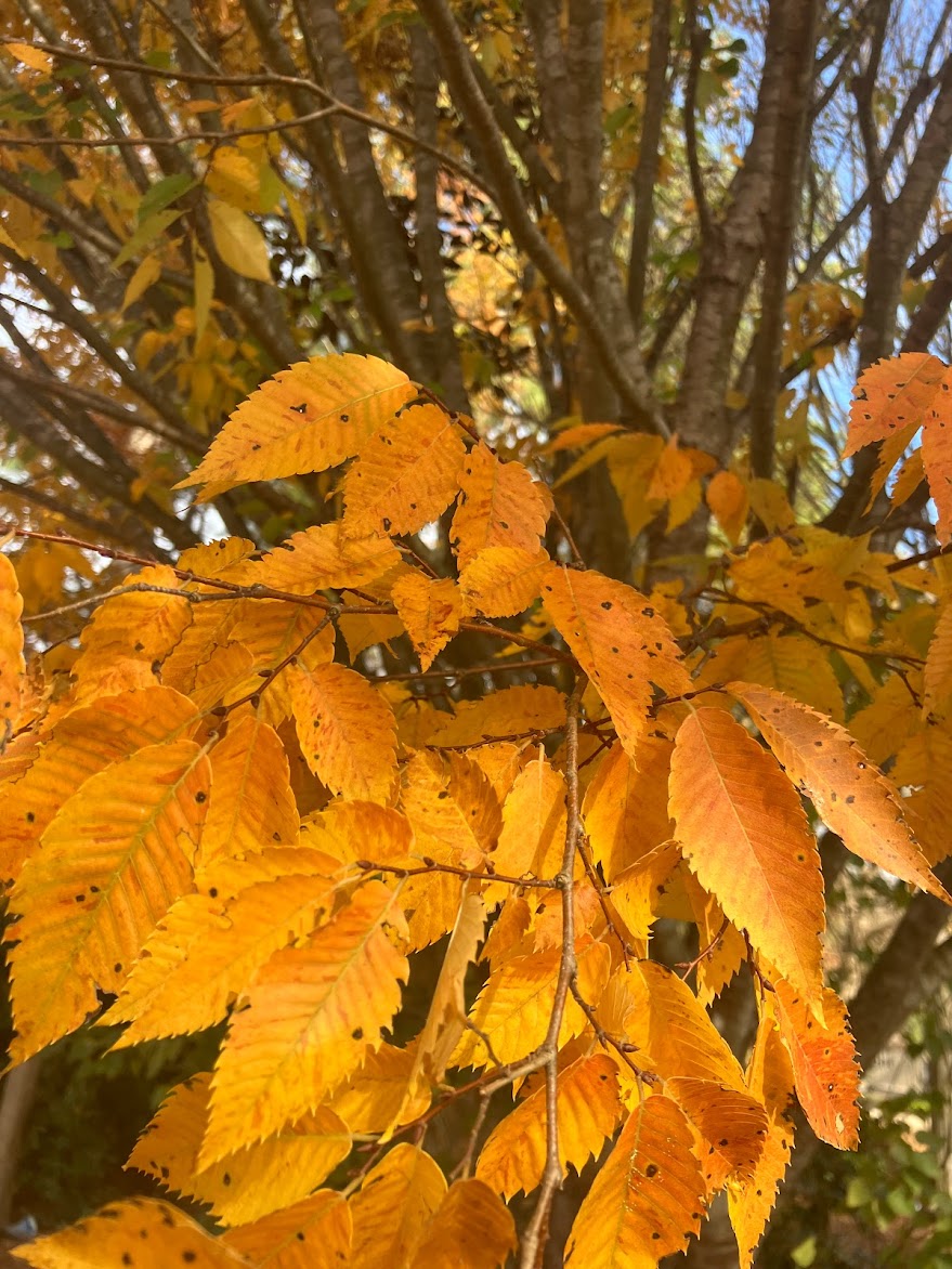 Zelcova serrata 'Bright Park'