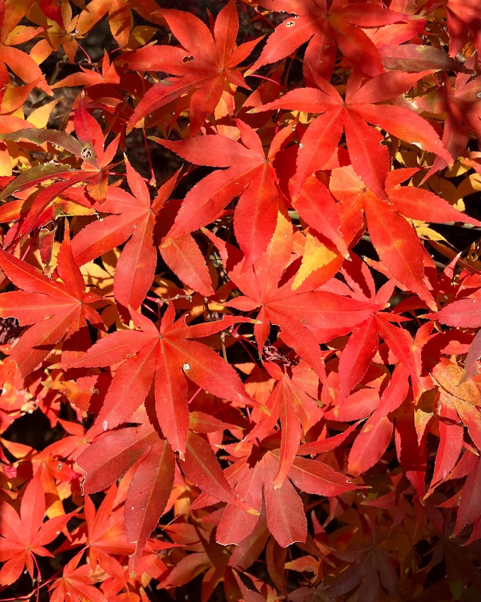 Acer palmatum 'Ukigumo'