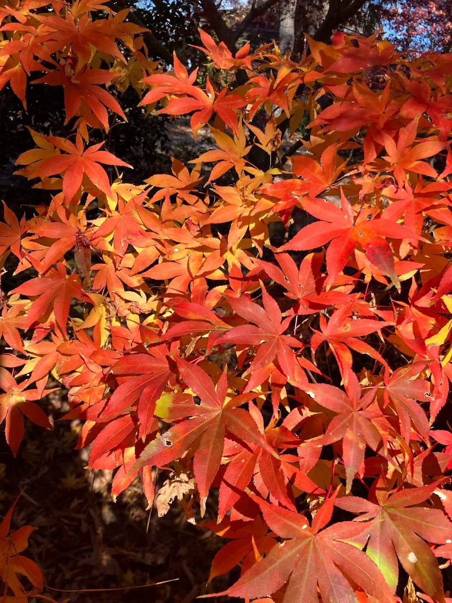 Acer palmatum 'Ukigumo'