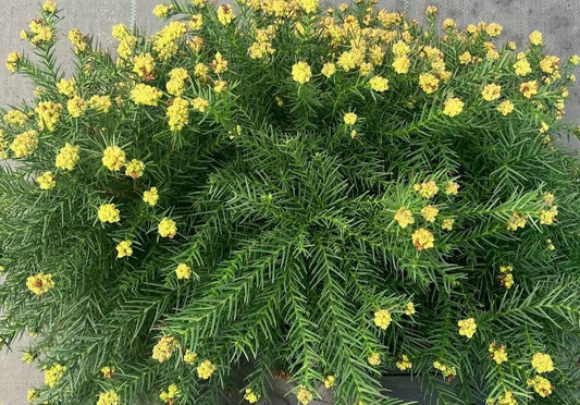 Cryptomeria japonica 'Elegans Nana'