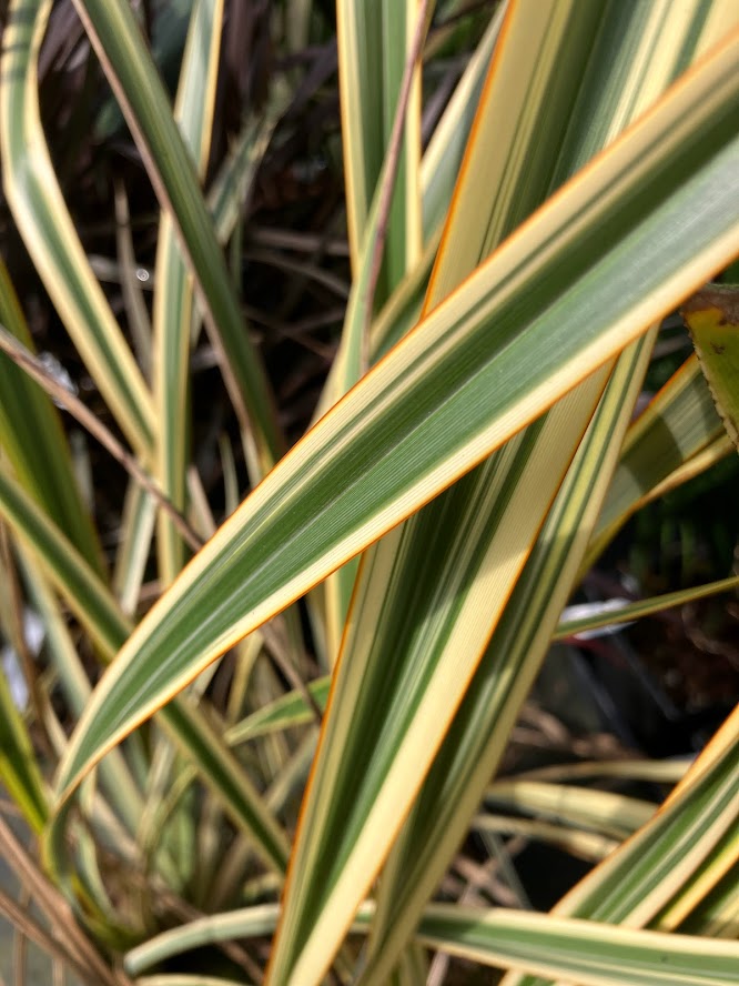 Phormium 'Golden Ray' – Garden Treasures Nursery