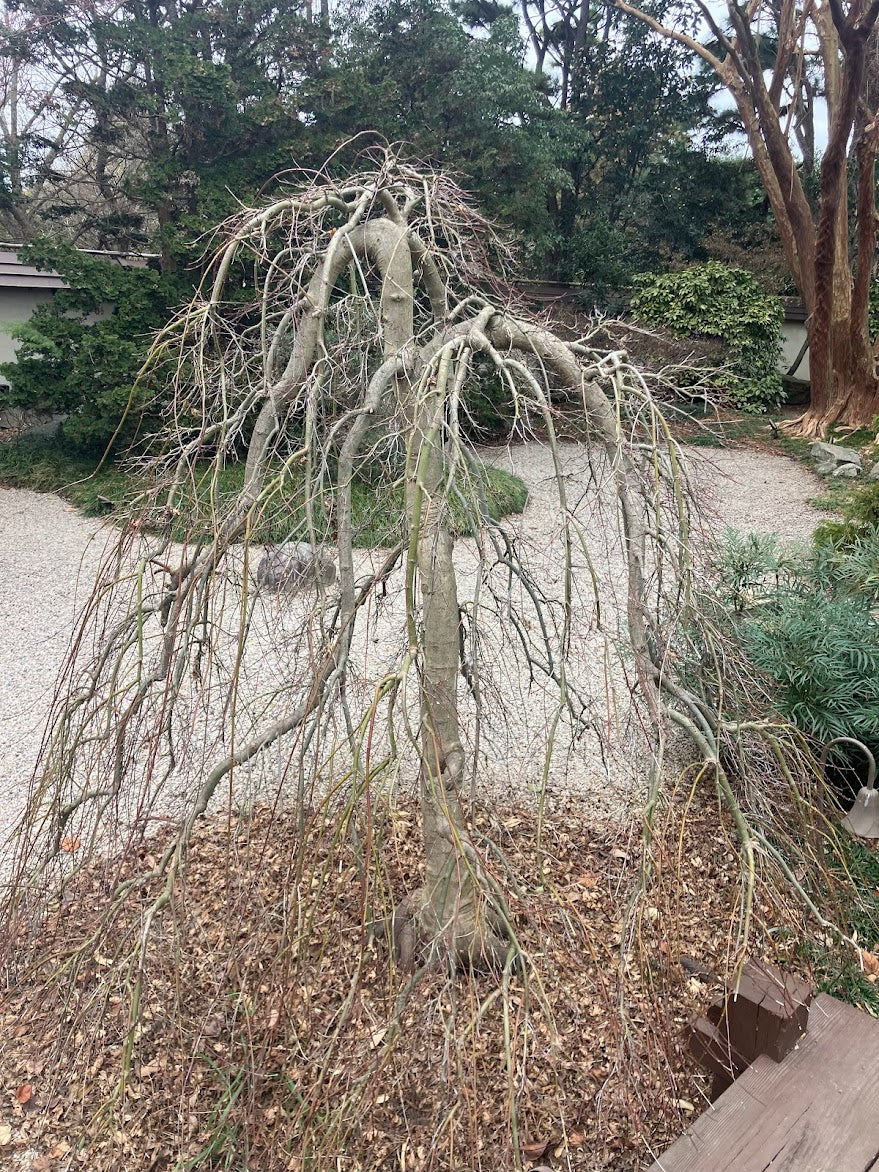 Acer palmatum 'Ryu Sei'