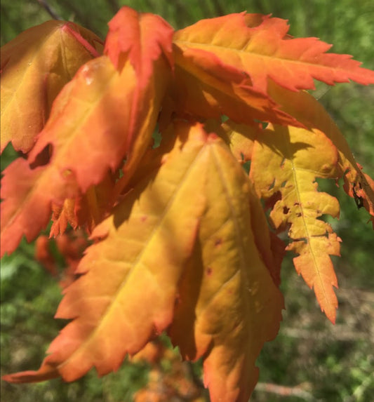 Acer palmatum 'Sunburst' EXCLUSIVE GARDEN TREASURES NEW RELEASE - RARE!!!