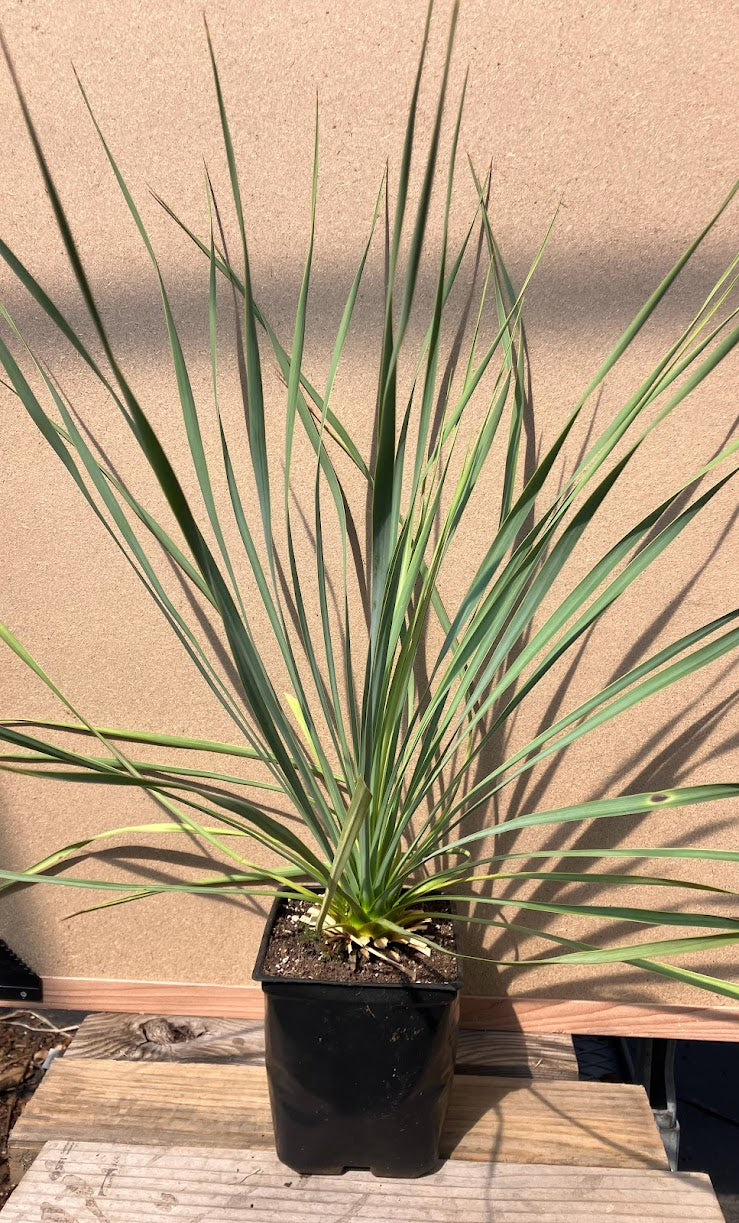 Yucca rostrata 'Sapphire Skies' – Garden Treasures Nursery