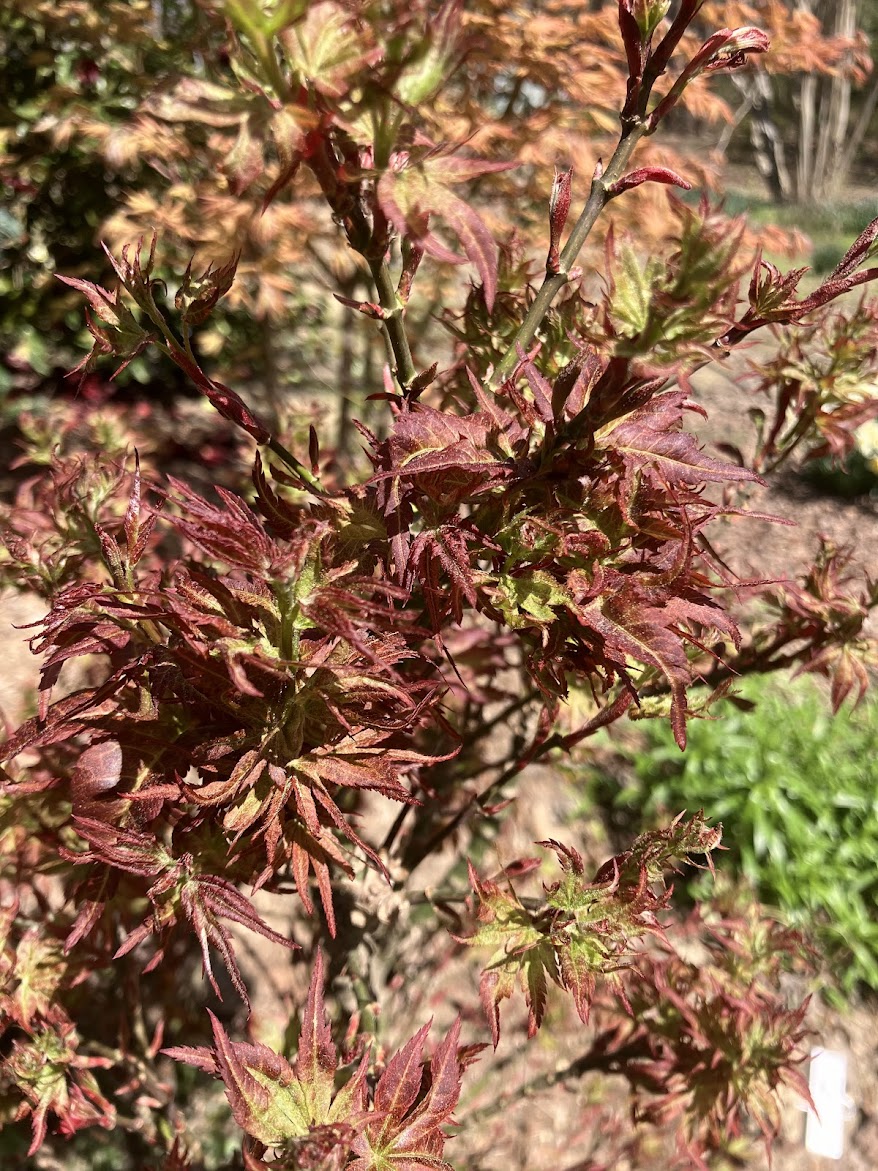 Acer Palmatum 'Kurenai Jishi' Red Lion Japanese Maple – Garden ...