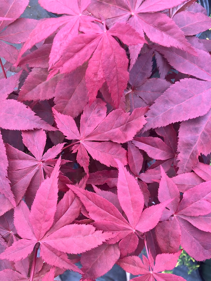 Acer palmatum 'Peve Ollie'