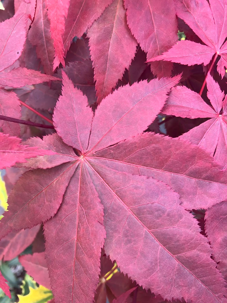 Acer palmatum 'Peve Ollie'