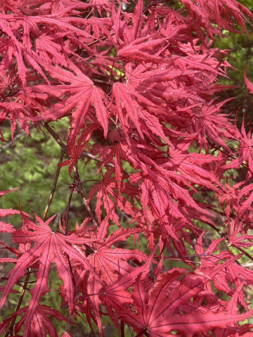 Acer palmatum 'Purple Ghost'