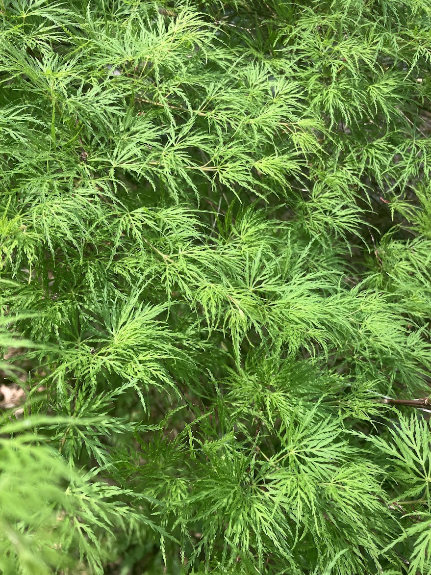 Acer palmatum 'Emerald Lace'