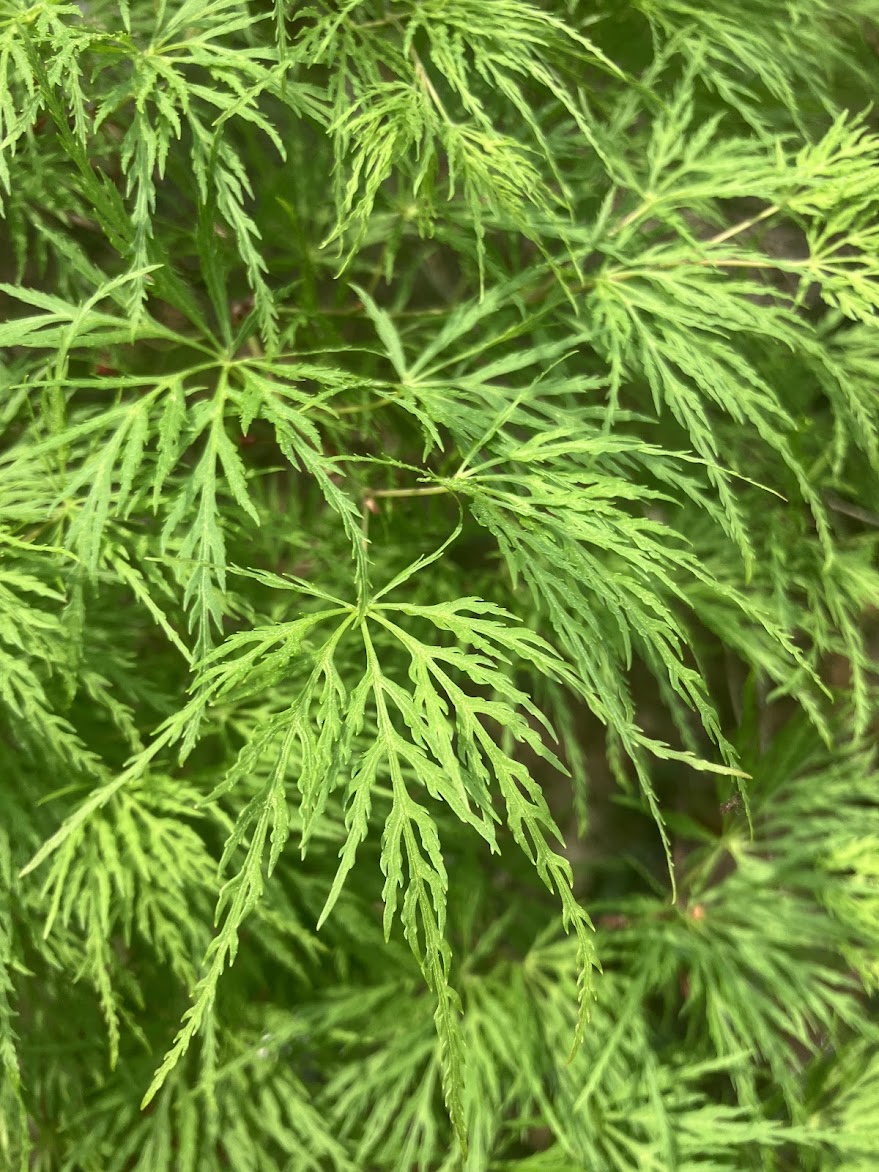 Acer palmatum 'Emerald Lace'