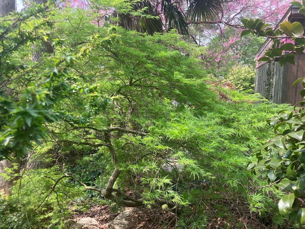 Acer palmatum 'Emerald Lace'