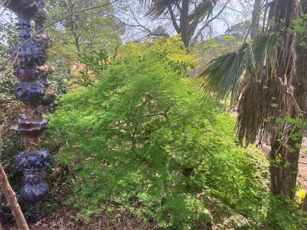 Acer palmatum 'Emerald Lace'