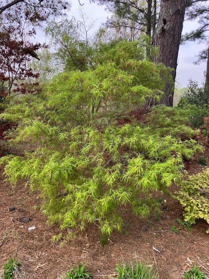 Acer palmatum 'Koto No Ito'