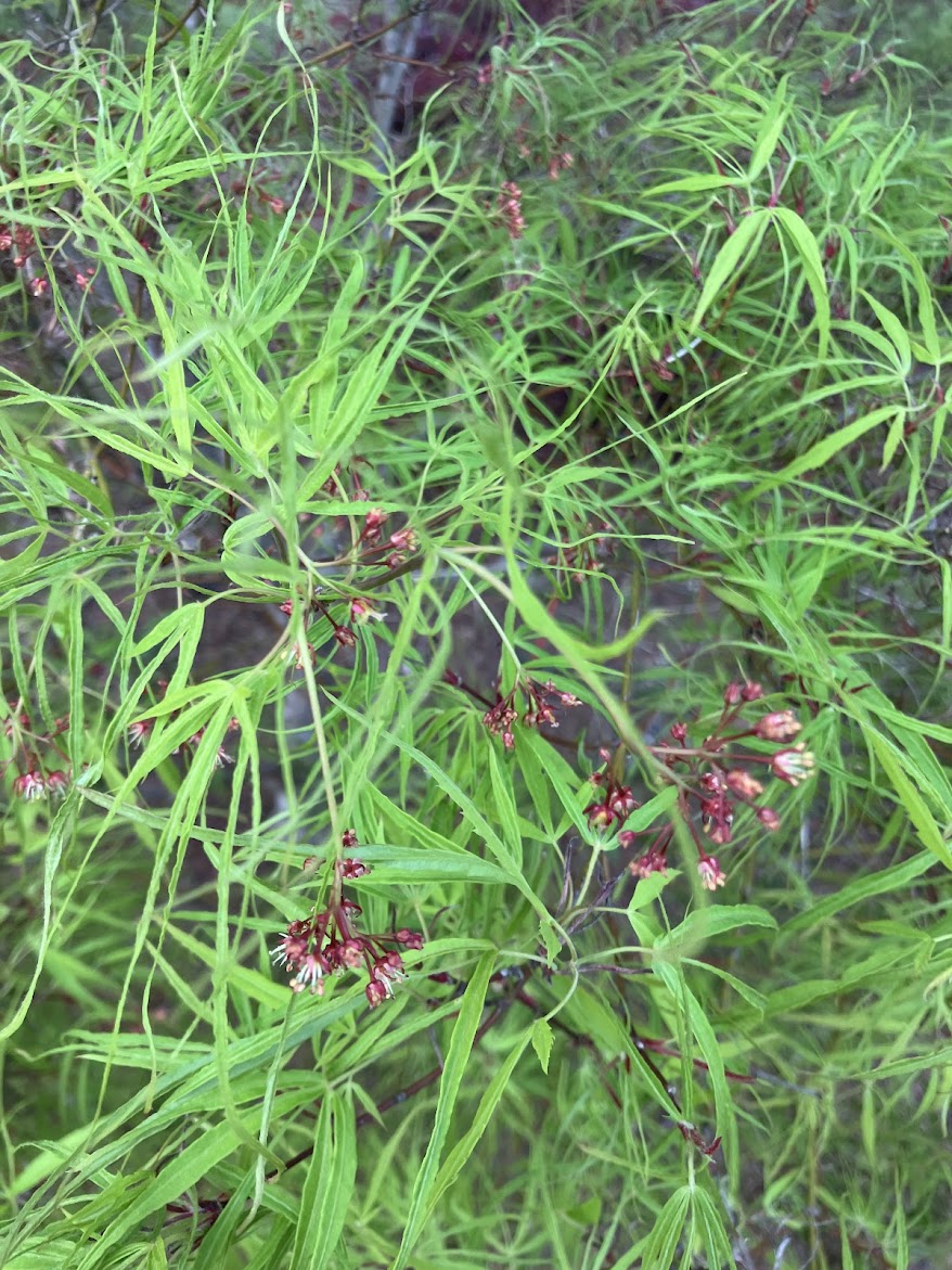 Acer palmatum 'Koto No Ito'