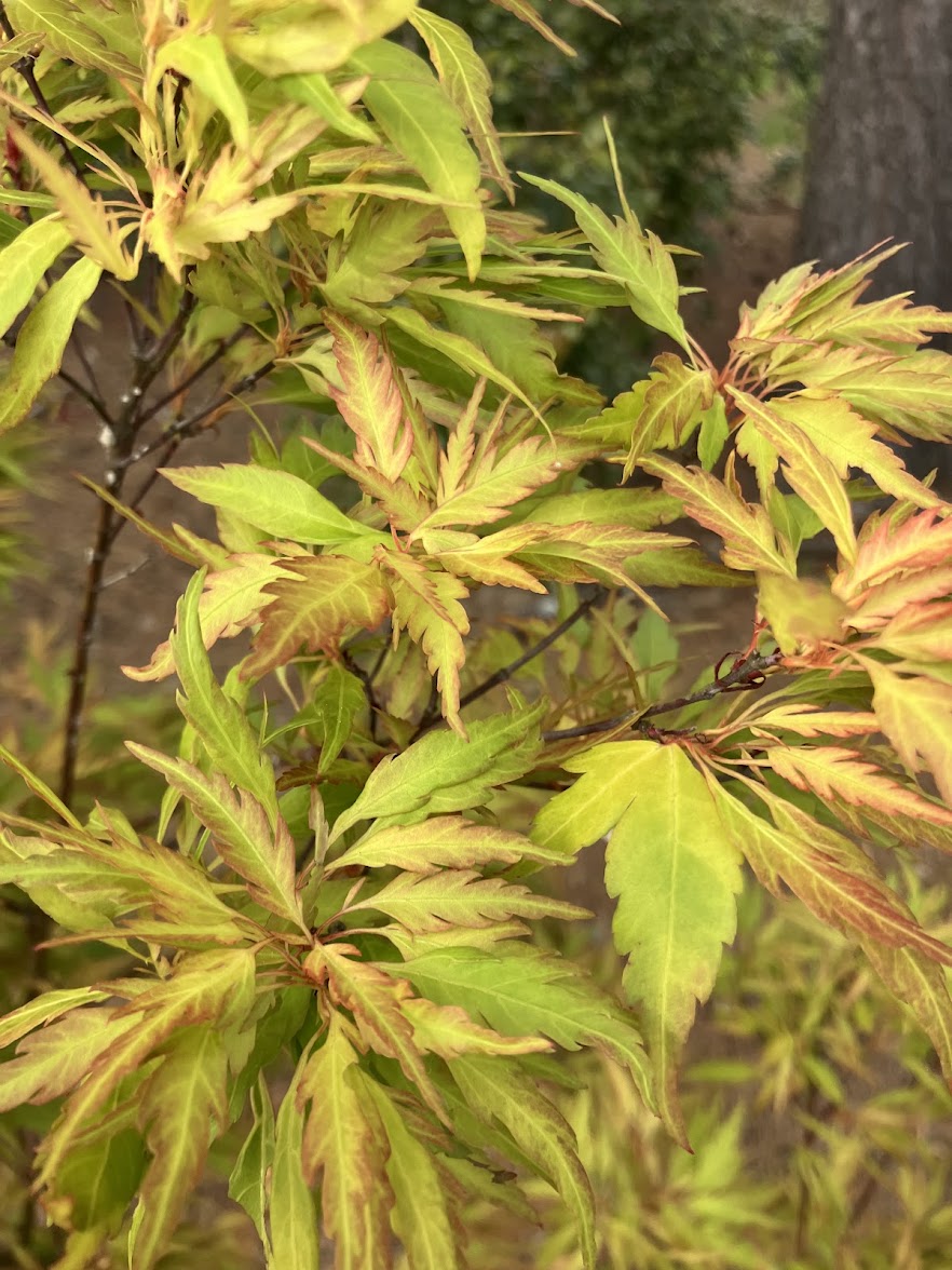 Acer palmatum 'Orange Hagoromo'