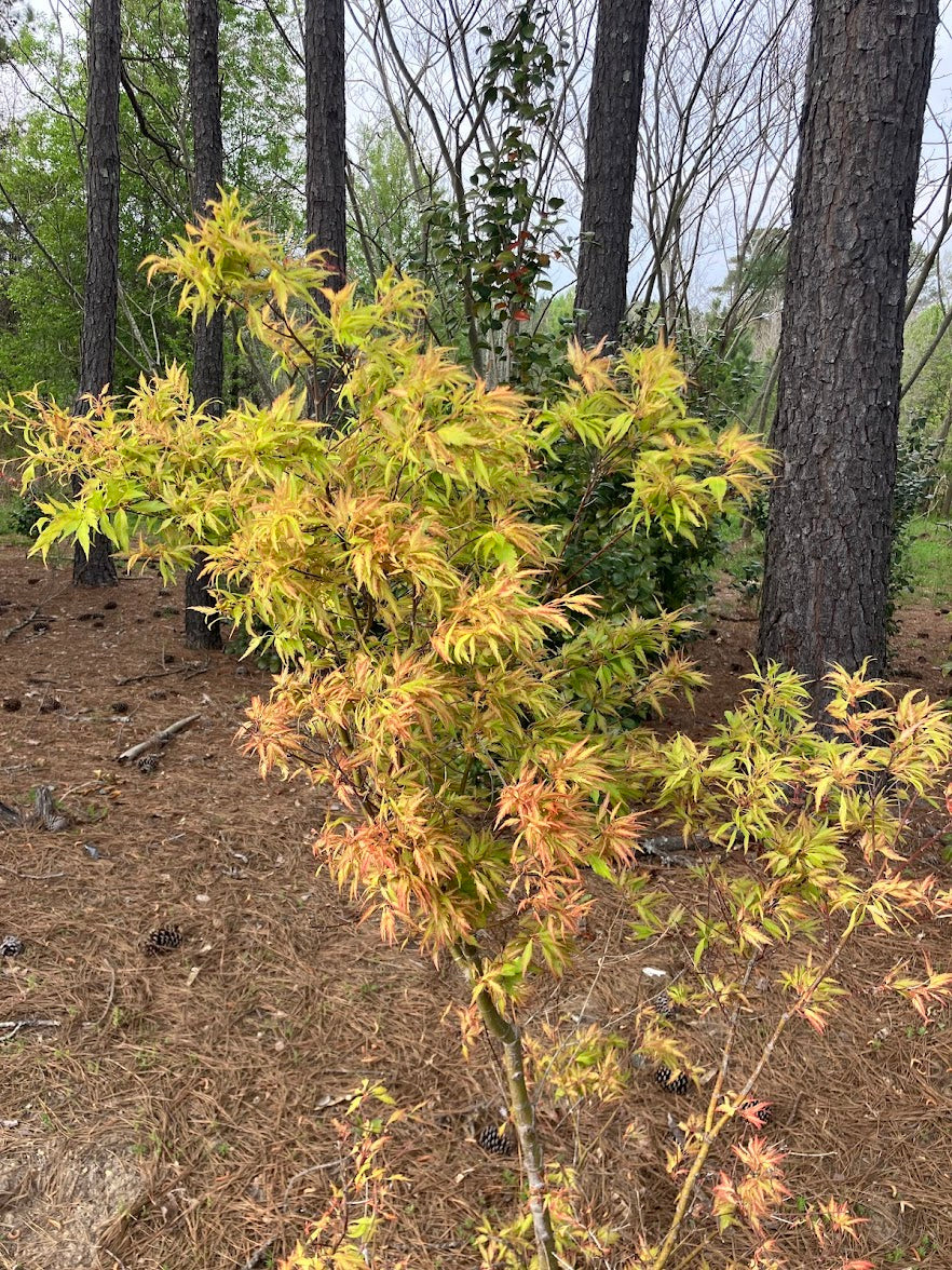 Acer palmatum 'Orange Hagoromo'