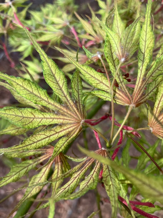 Acer palmatum 'Will's Devine'