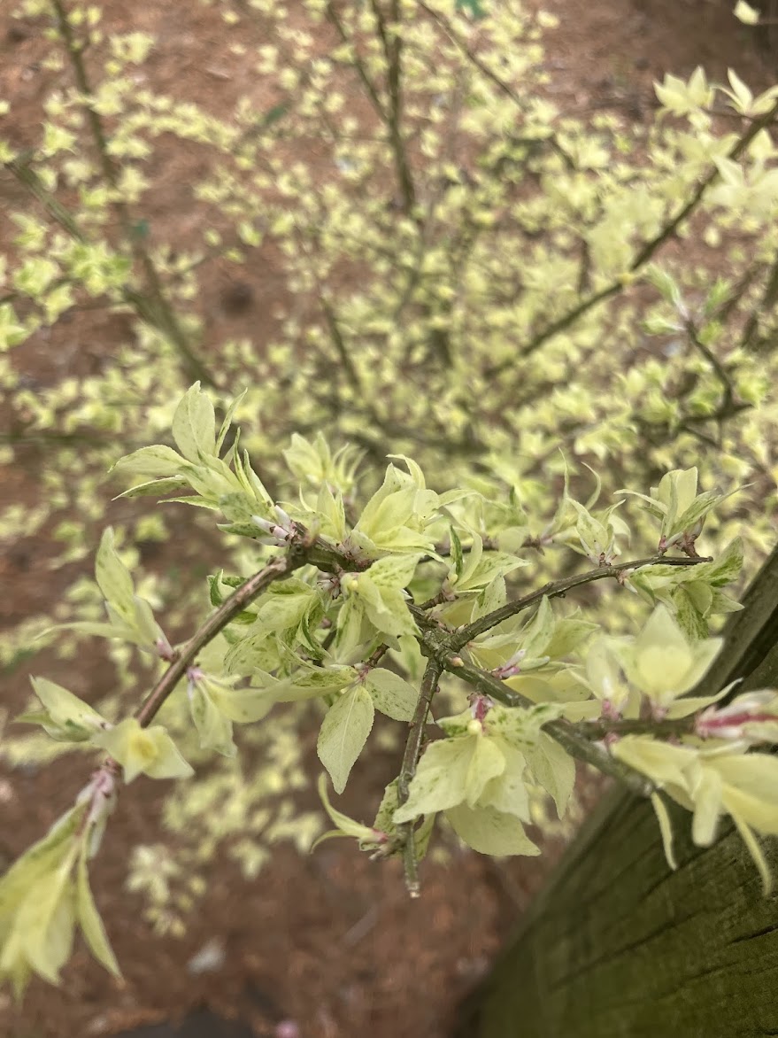 Euonymus alatus "Variegated" EXTREMELY RARE!!!