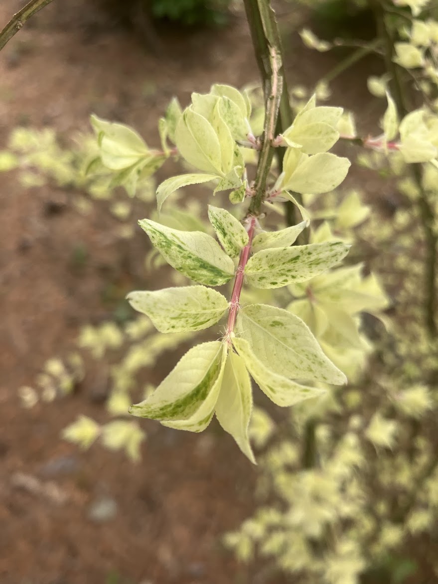 Euonymus alatus "Variegated" EXTREMELY RARE!!!