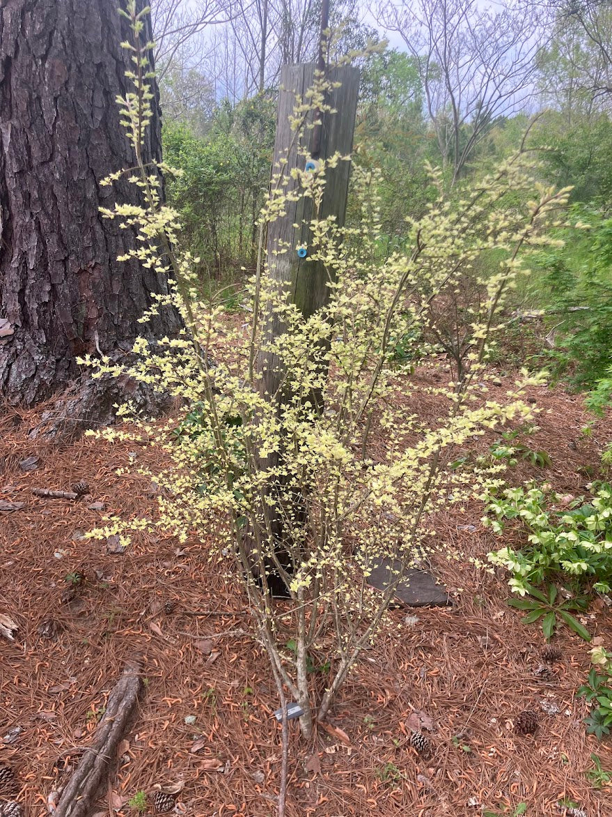 Euonymus alatus "Variegated" EXTREMELY RARE!!!