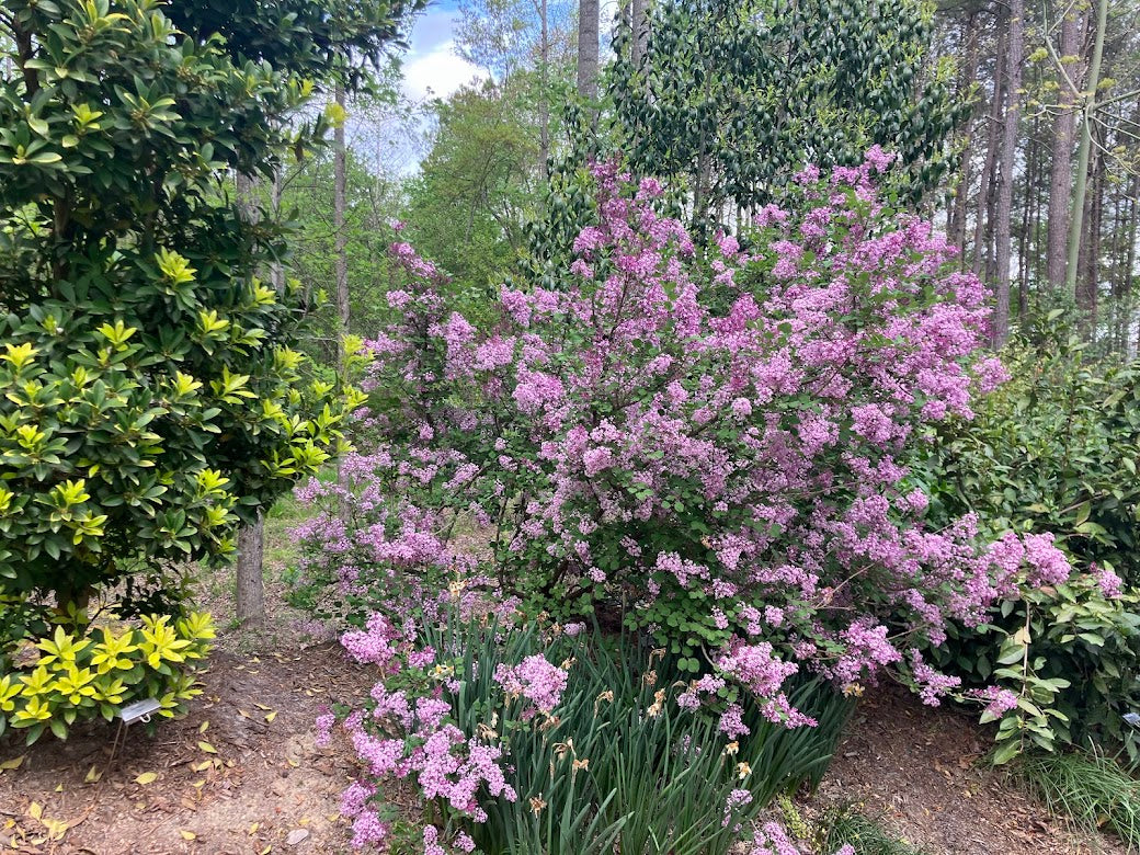 Syringa laciniata