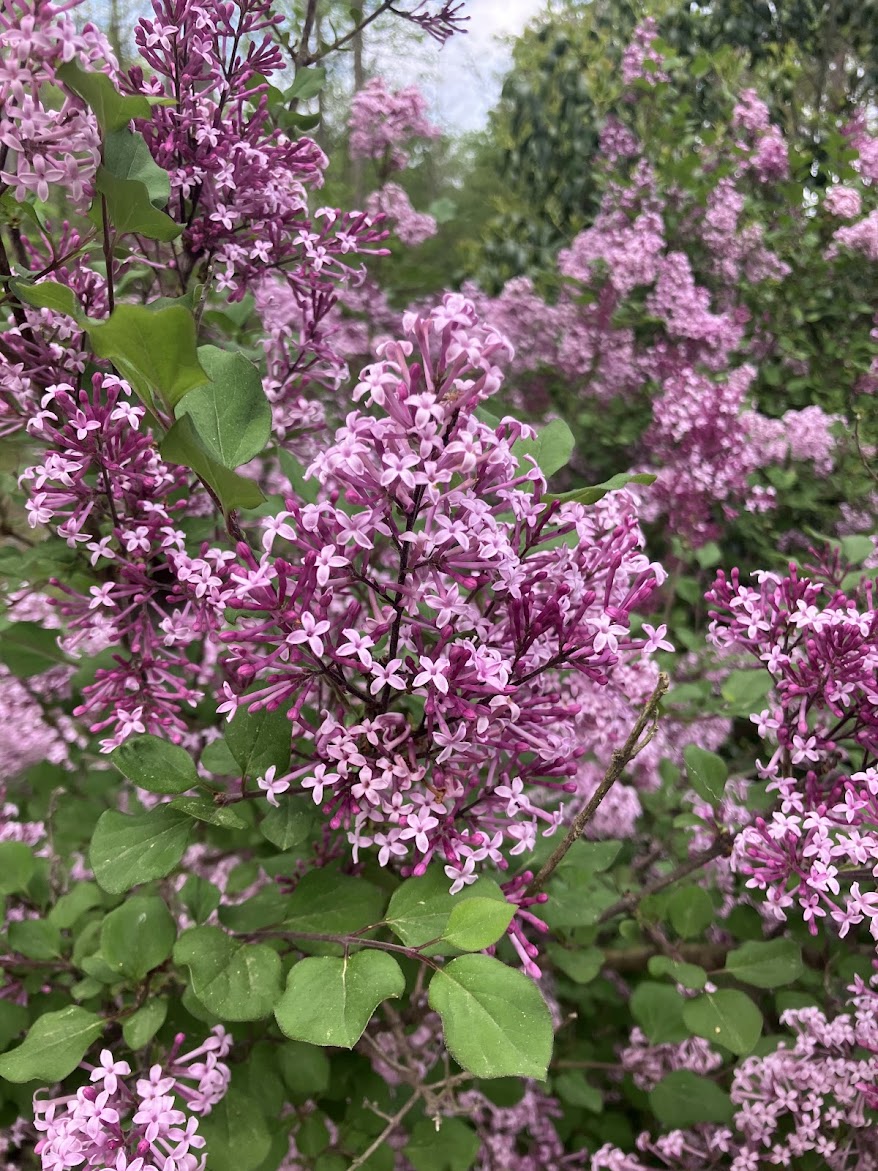 Syringa laciniata