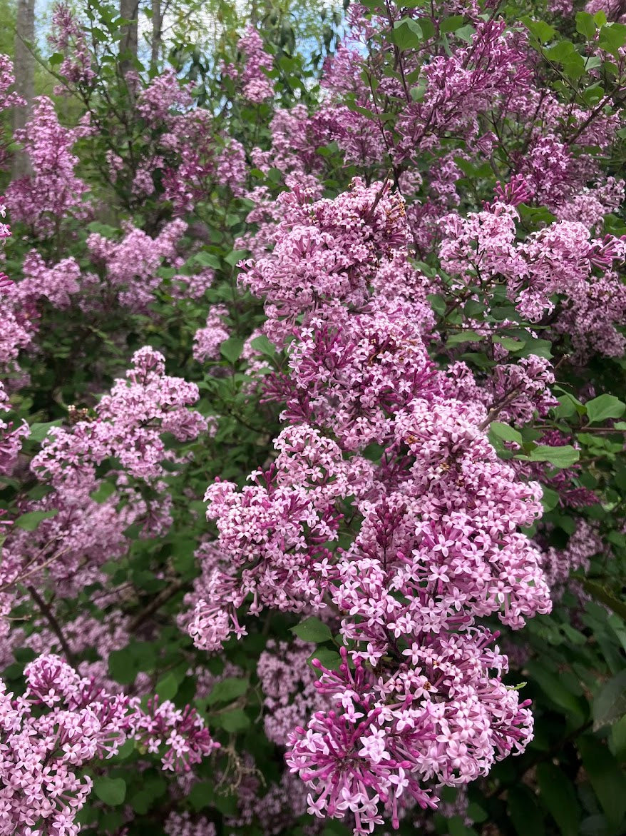 Syringa laciniata