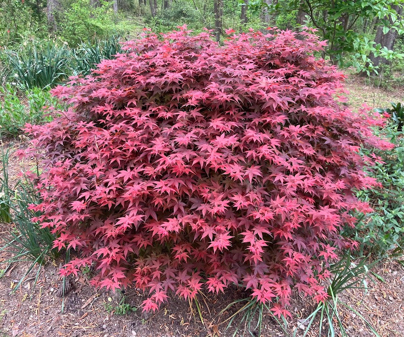 Acer palmatum 'Rhode Island Red' – Garden Treasures Nursery