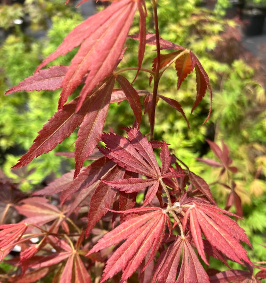 Acer shirasawanum 'Purple Thunder'