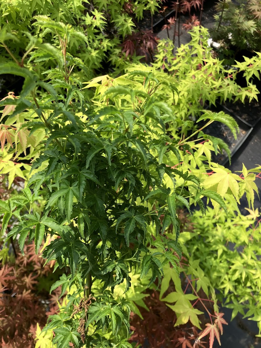 Acer palmatum 'Meijishi'