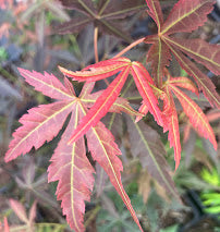 Acer palmatum 'Orion'