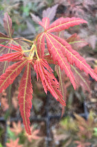 Acer palmatum 'Orion'