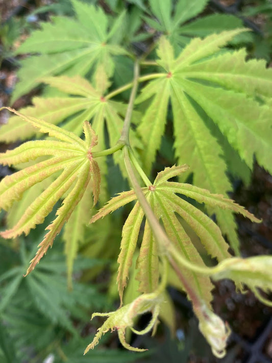 Acer palmatum 'Tiger Rose'