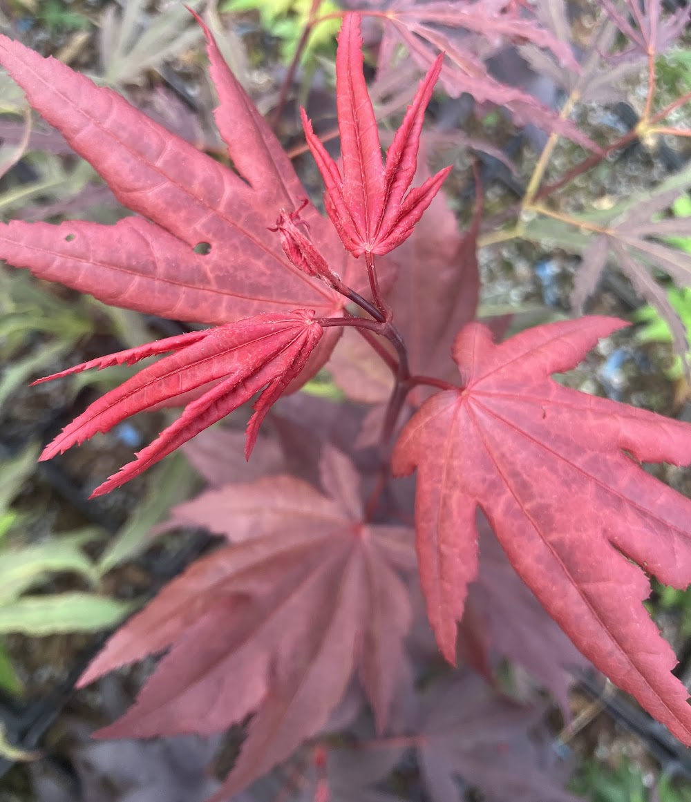 Acer palmatum 'Ruth's Red'