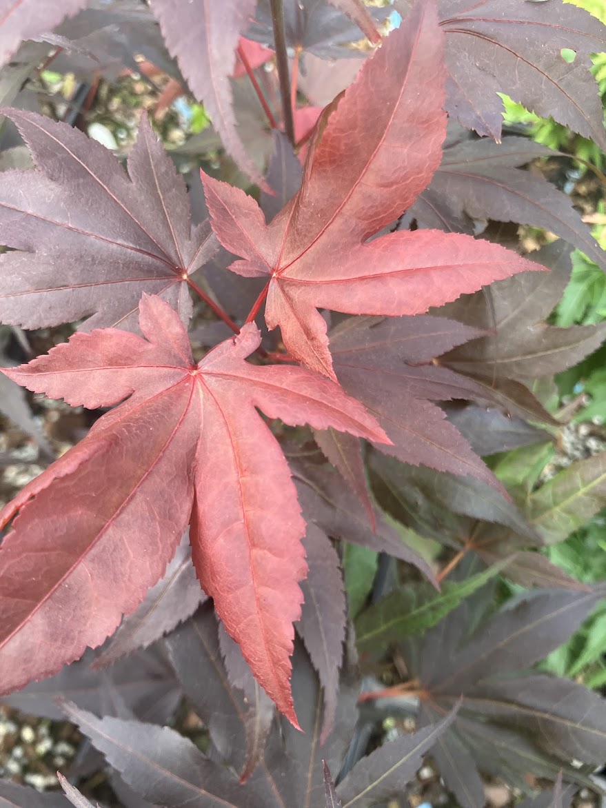 Acer palmatum 'Ruth's Red'