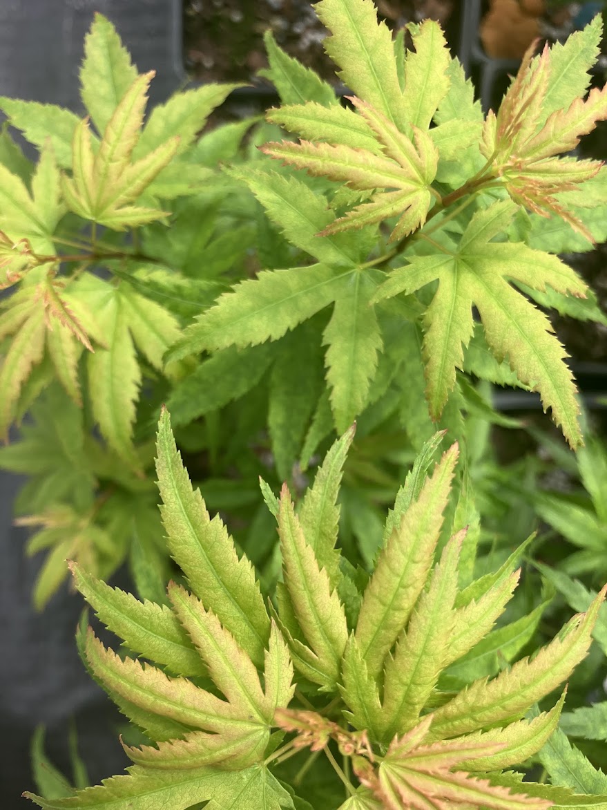 Acer palmatum 'Sharp's Pygmy'