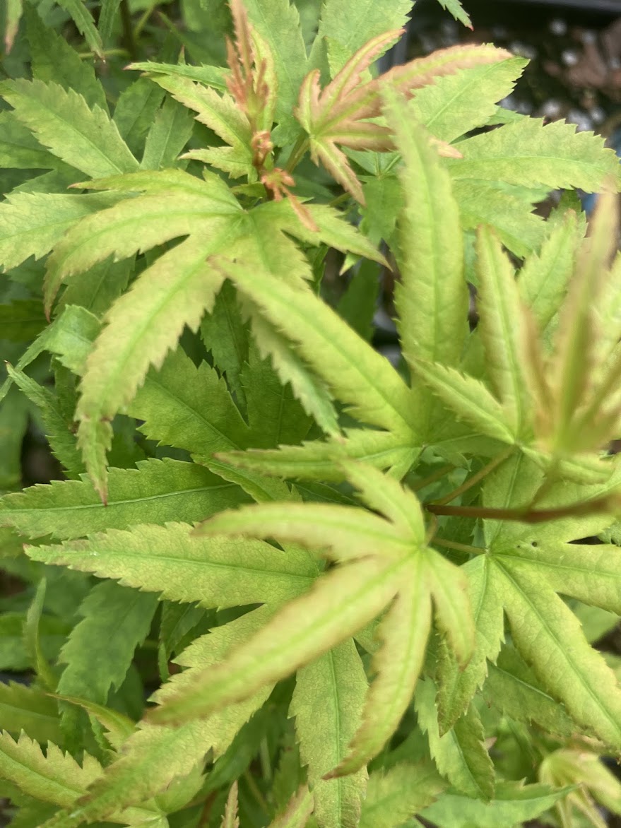 Acer palmatum 'Sharp's Pygmy'