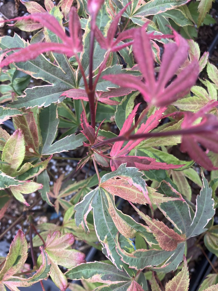 Acer palmatum 'Geisha Gone Wild'