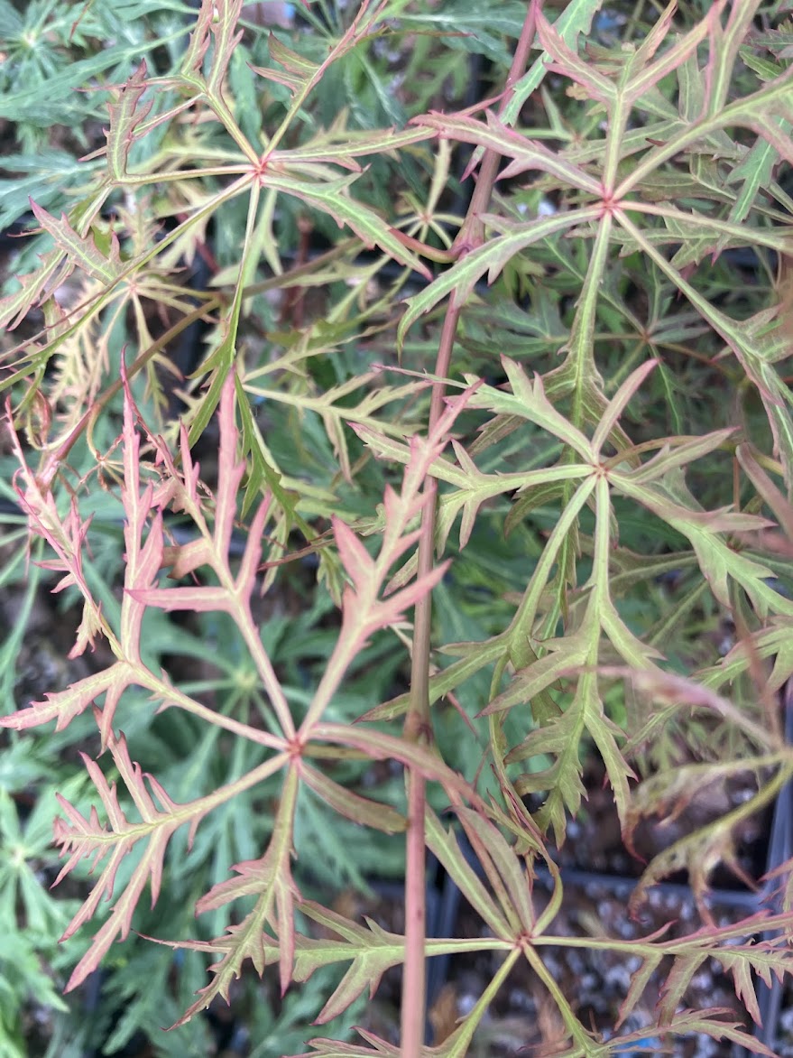 Acer palmatum 'Raraflora'