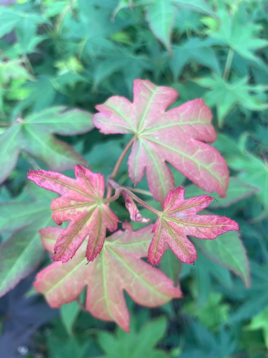 Acer palmatum 'Utsu Semi'