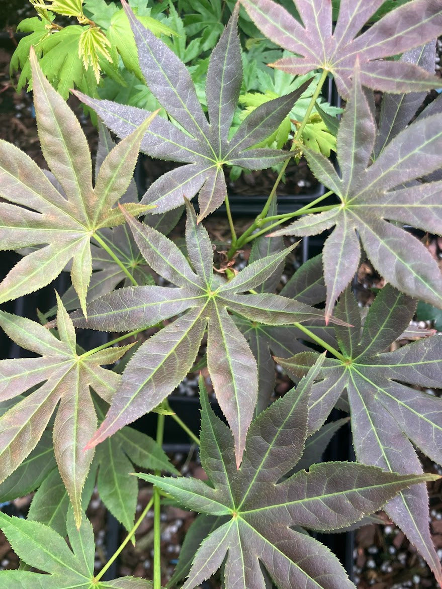 Acer palmatum 'Iijima Sunago'