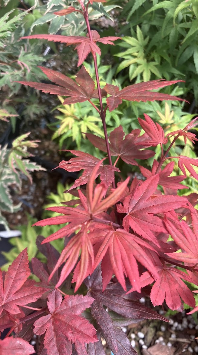 Acer palmatum 'Sara D'