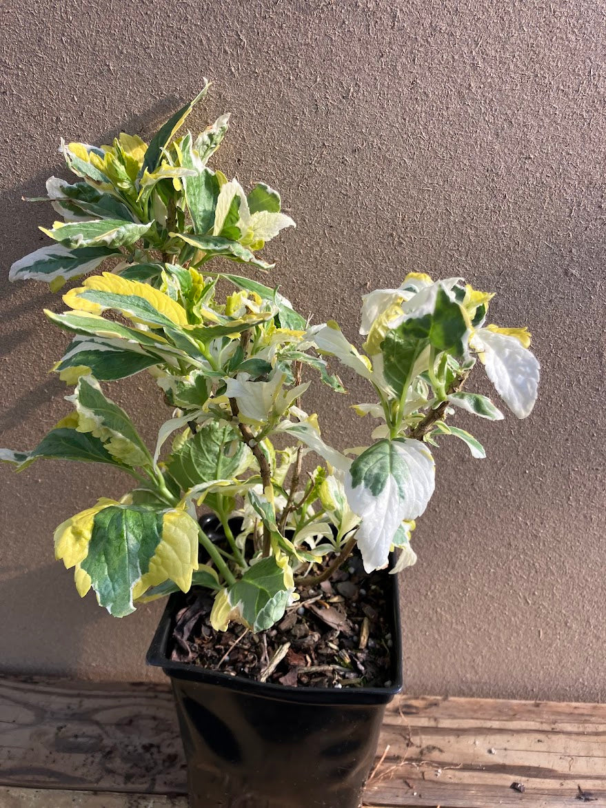 Hydrangea macrophylla 'Quadracolor'