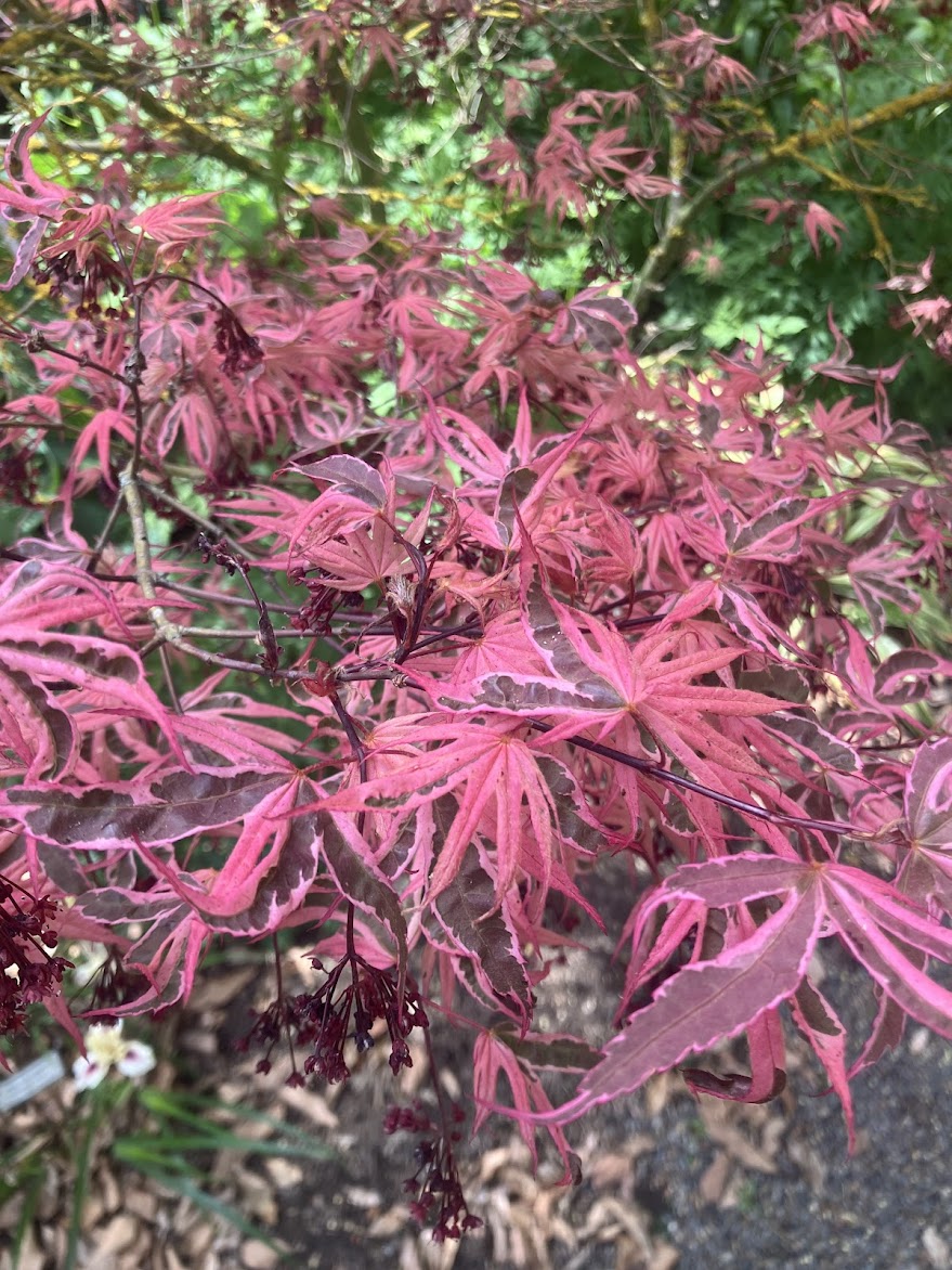 Acer palmatum 'Geisha Gone Wild'