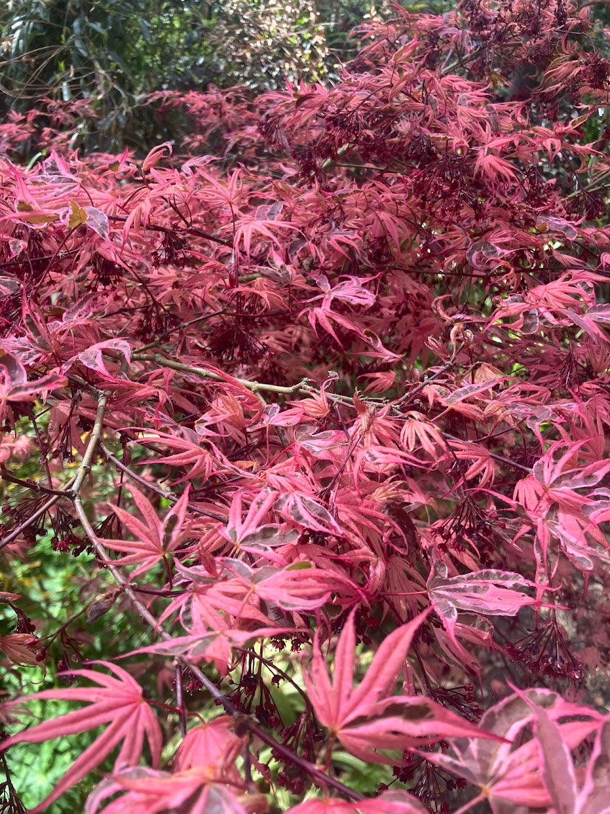 Acer palmatum 'Geisha Gone Wild'