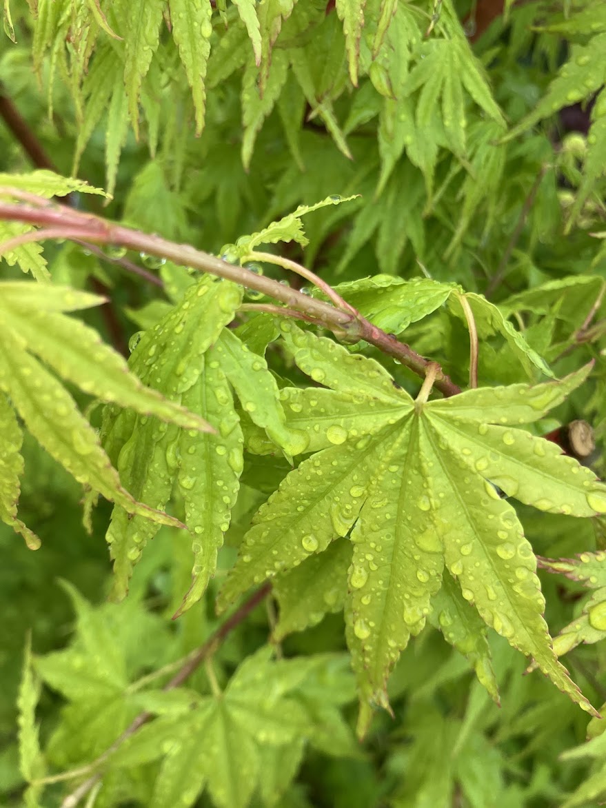 Acer palmatum 'Japanese Sunrise'